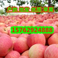 山东嘎拉苹果 75嘎拉苹果价格 批发山东优质嘎拉苹果 山东今年嘎拉苹果批发行情