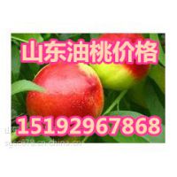 供应油桃 油桃价格 山东油桃产地大棚油桃价格