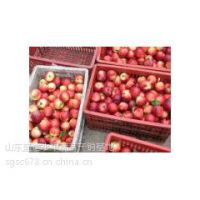 油桃 油桃价格 大棚油桃价格