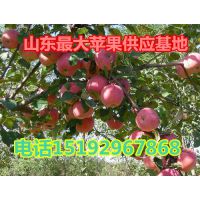 红富士苹果价格 红富士苹果产地 红富士苹果供应基地 今年红富士苹果价格