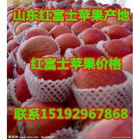 批发红富士苹果价格/批发山东红富士苹果价格
