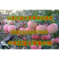 红富士苹果哪里价格低/红富士苹果哪里好/红富士苹果哪里上市了
