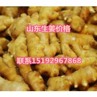 供应山东生姜价格 山东生姜产地