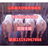 供应山东仔猪价格 山东仔猪什么价格
