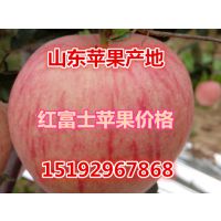 供应山东苹果 山东苹果价格
