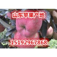 供应红富士苹果价格 山东水晶红富士苹果价格
