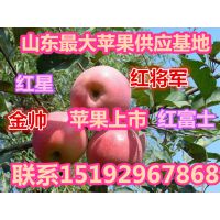 供应山东苹果产地