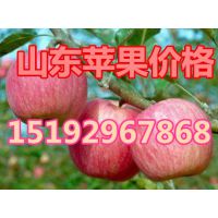 供应苹果价格 山东苹果价格