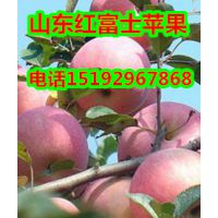 供应红富士苹果山东红富士苹果价格今年山东红富士苹果批发价格
