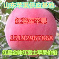供应红将军苹果价格