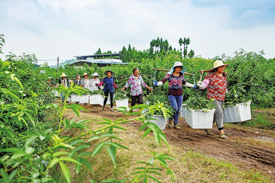 村民将鲜花椒运往烘干房
