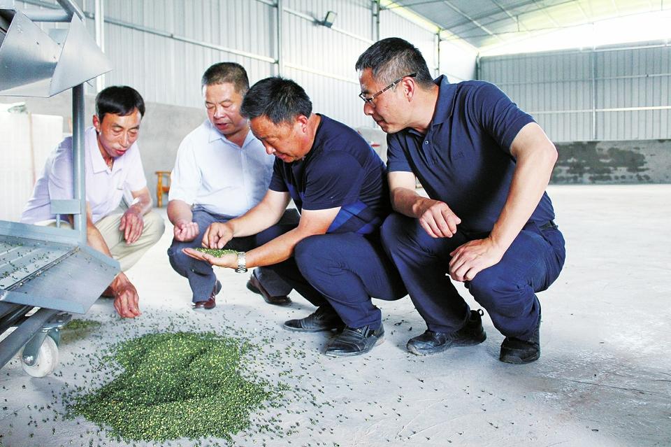 季家镇在我区率先大面积发展花椒种植，目前，该镇花椒种植面积已经突破5000亩。 记者王雨诗
