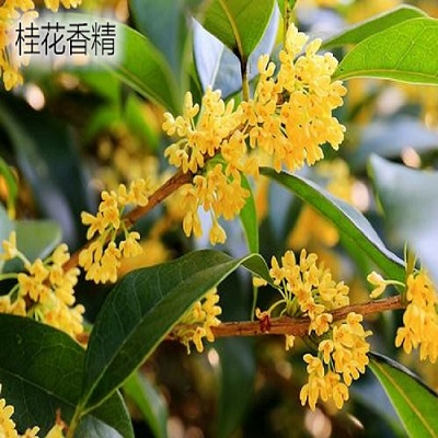 油墨遮味剂桂花香精